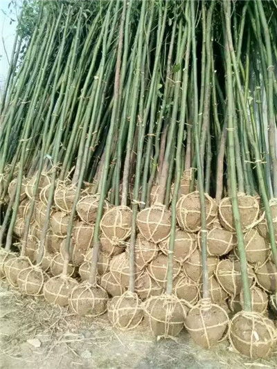 杨凌树苗哪里有卖的 西安近的苗圃基地