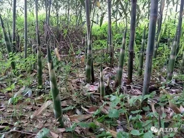竹文化:湖南优质农产品郴州本地春笋品种系列介绍