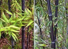 【植梅兰】最新最全植梅兰 产品参考信息