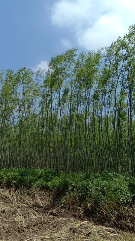 竹柳厂家这就是大家都在找的柳树苗种植基地这种产品的快速生长能