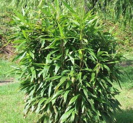 华北地区适宜栽种什么树 这类已大量种植在北方园林之中