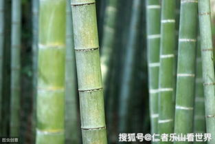 竹子与中国文化