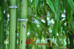 秦光荣 以舜帝南巡线索为钥匙破解存在于永州的千古之谜以及文化断层