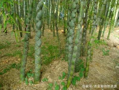 国家竹子团的故事