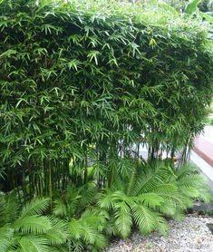 庭院竹子 50张图告诉你,花园里种竹子有多高大上,气质瞬间提升