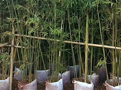 青皮竹子用途和习性_海南悦民竹子批发