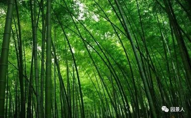 竹子的种植门道,你知道吗?