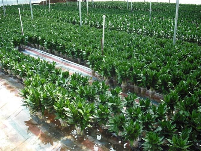 水培莲花竹 - 广东省 - 生产商 - 产品目录 - 湛江市丽泰贸易