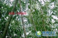 主营产品_涡阳县美国竹柳种植专业合作社