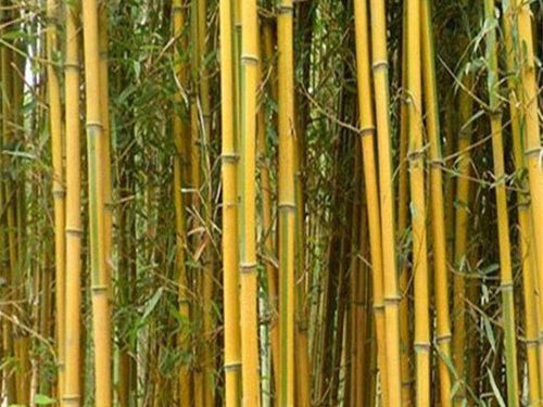 云南金镶玉竹栽培技术