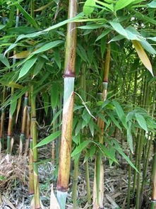 苦竹