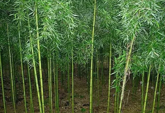 庭院竹子的种植门道,你知道吗?