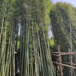 刘建平竹子
