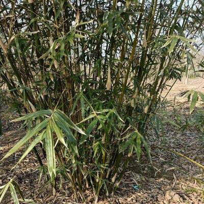 孝顺竹哪个品牌好