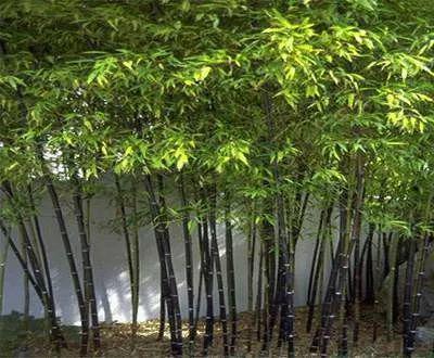 这种竹子,玩的人不多,但颜值和气质都一流