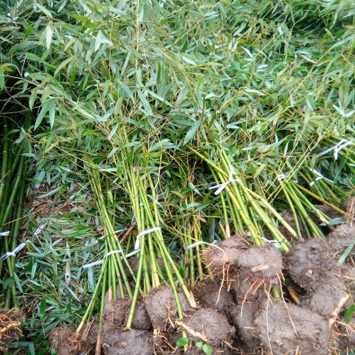 的种植时间要根据品种来定,一般我们可分类为散生竹,丛生竹.