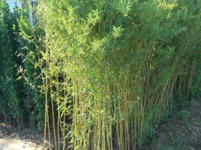 秋季在北方大规模移栽竹子的技术要领