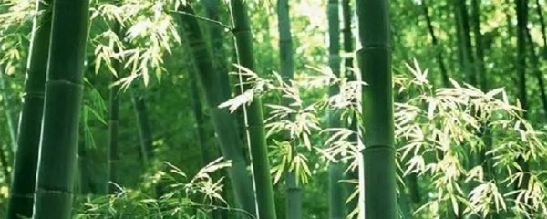 竹子对人类的贡献是什么