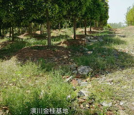 木林森苗木 潢川苗圃绿化与树木种植经营的卓越实践