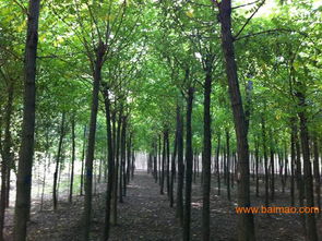 专业刺槐供应与种植服务 河北刺槐基地与方林全面解析