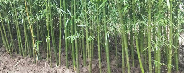 四季竹在庭院种植的可行性及树木经营管理指南