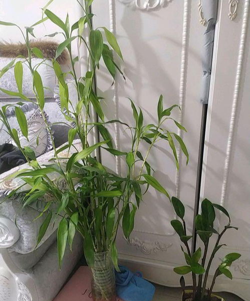 富贵竹养殖秘籍 巧用两种肥料，轻松实现枝繁叶茂