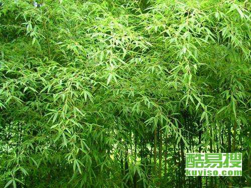北京适合过冬的常绿竹子推荐及种植指南