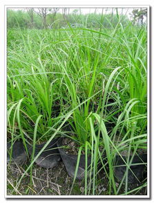 达州扁竹叶鸢尾种植基地及其在成都市场的鲜花绿植与竹种植应用