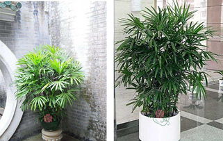 办公室绿植租赁中常用绿植助运势 竹类植物详解