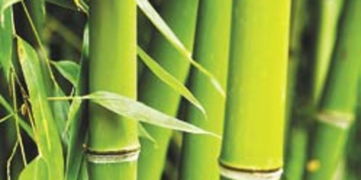 四方竹 形态、种植与养护全指南