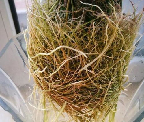 养花不再用阿司匹林，试试这个免费妙方，富贵竹翠绿似滴油