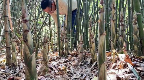 江西竹笋价格飙升，村民喜笑颜开靠拔笋增收