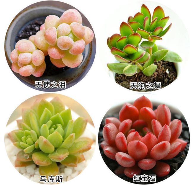 花市之外的惊喜 桃花6.66抱回一大捧,搭配向日葵、月季与富贵竹,经济实惠的树木种植经营体验