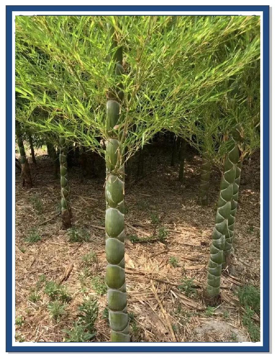 龙鳞竹 风水与坚韧的象征与树木种植经营策略