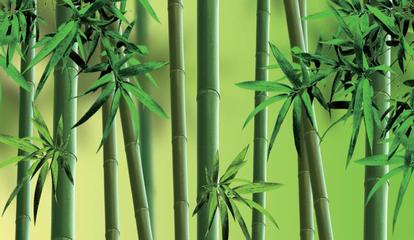 竹子种植 大山深处的致富之路