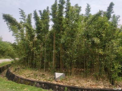 宜丰竹文化馆 探索竹的奥秘,感受人、车与自然的和谐