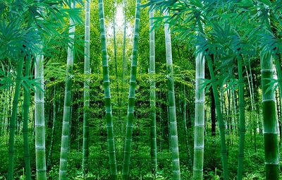 竹子种植的季节与树木经营策略