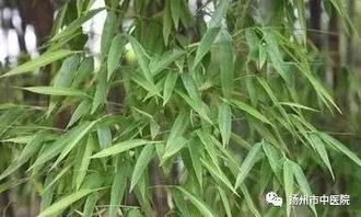 扬州市中医院 以树木种植经营促进环境优化与中医文化融合