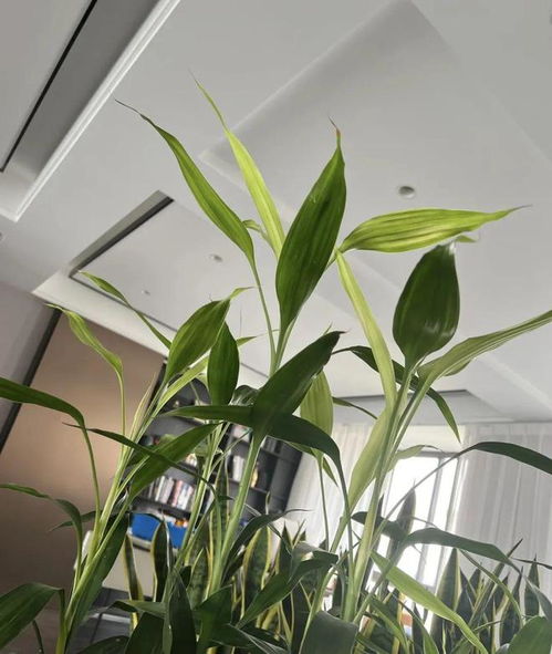 6种喜水花,每天浇一斤水,不打蔫不黄叶,长势疯狂