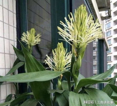 三种寓意阖家幸福的珍稀开花树木,能见到即是幸运