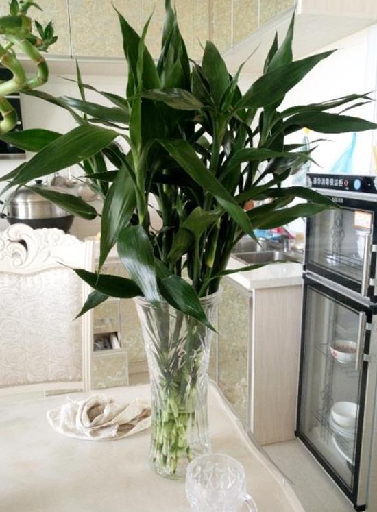 颜值超高、寓意吉祥的绿植,家中摆放招财纳福——竹类植物推荐