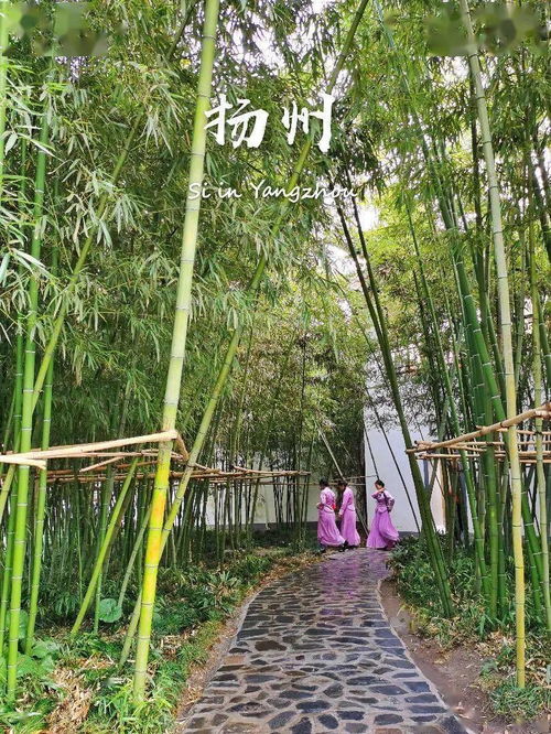 人生中总有个三月,你要去趟扬州看竹