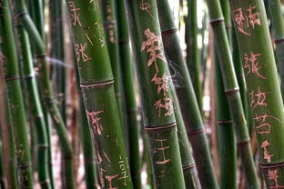 汉中张良庙景区遭游客野蛮践踏,生态文化双受损