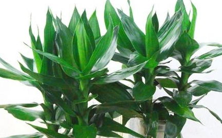 柳枝水养富贵竹,叶绿根壮大白根呼呼窜