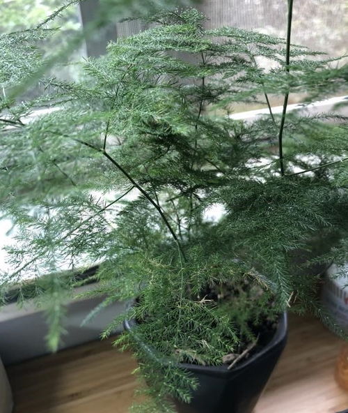 养好文竹,用上2种水,新芽蹭蹭冒,想黄叶都难