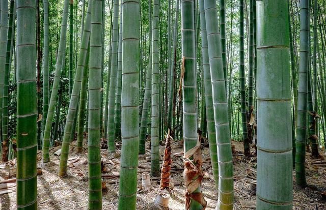 懒人也能赚大钱?农民种竹不卖竹的秘密 一年收入50万