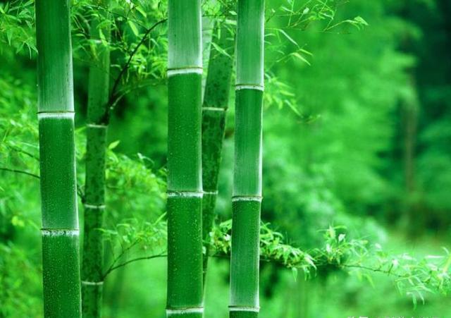 竹子开花为什么要搬家?揭秘竹子生长的秘密